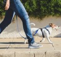 Dog Walking.